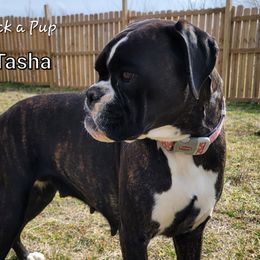 Tasha - Boxer