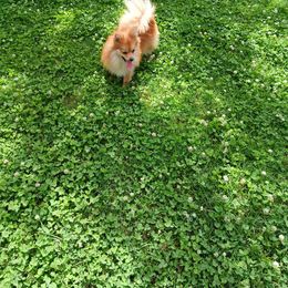 Cinderella - Pomeranian