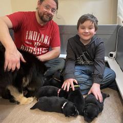 Finnish Lapphund Puppies from Akasha Wind