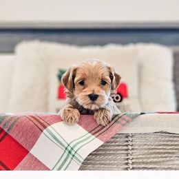 Crackle - Red  male Goldendoodle puppy in Punta Gorda, Florida from Transformation Acres Goldendoodle