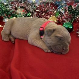 Dark pink - Fawn female Cane Corso puppy in Briggs, Texas from Capital City Corso’s