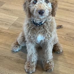 Liberty - Red female Bernedoodle puppy in Caldwell, Idaho from Treasure Valley Poodles