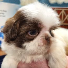 ABNER - Liver and white male Shih Tzu puppy in Candler, North Carolina from Pup-Tzu WNC