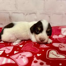 Ivory - Piebald female Dachshund puppy in Colbert, Oklahoma from Brooke Crenshaw