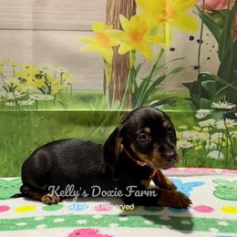 Black and Tan Possible Smooth Male Orange Collar - Black and tan male Dachshund puppy in Cleveland, Tennessee from Kelly's Doxie Farm