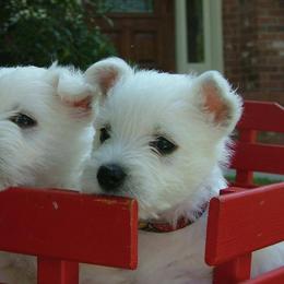 West Highland White Terrier Puppies from Cascading Westies