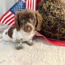 Zinnia - Piebald female Dachshund puppy in Hensley, Arkansas from The Dachshund Barn