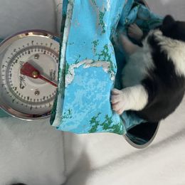 American Corgi and Pembroke Welsh Corgi Puppies from Wyndy Ridge Corgis