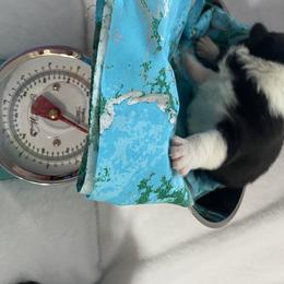 American Corgi and Pembroke Welsh Corgi Puppies from Wyndy Ridge Corgis