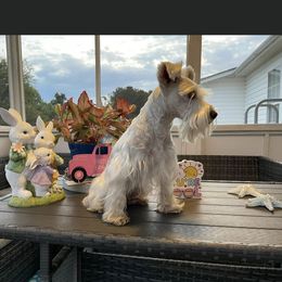 Daisy - Miniature Schnauzer