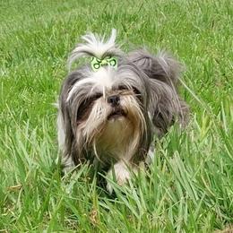 Dixie - Shih Tzu