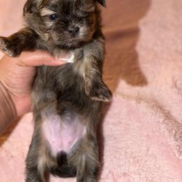 Shih Tzu Puppies from Diamond Paws LLC