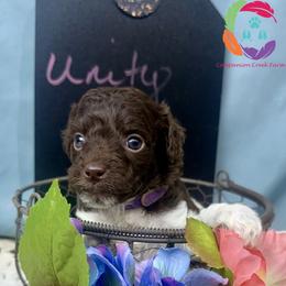 Unity - Parti female Labradoodle puppy in Bowman, Georgia from Companion Creek Farm