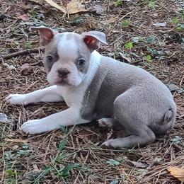 Beetle - Lilac male Boston Terrier puppy in Griffin, Georgia from Celtic Performance Bostons