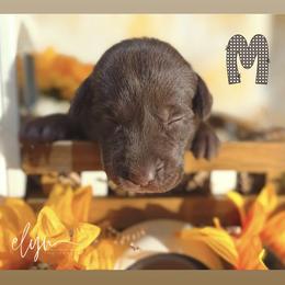 Brown Male - Chocolate male Labrador Retriever puppy in Carrollton, Virginia from Southern Heritage Retrievers