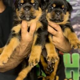 Rottweiler Puppies from VHWilliamsRottweilers