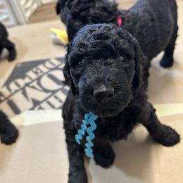 Bruce, Blue Boy - Black male Poodle puppy in Gainesville, Georgia from Rose’s Goldendoodles & Standard Poodles