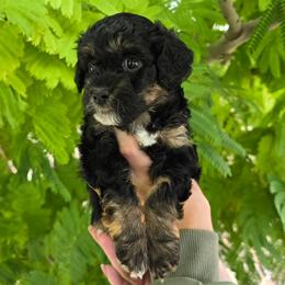 Pluto - Black tri-color male Aussiedoodle puppy in Prescott Valley, Arizona from Ramirez Family Doodles