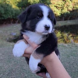 Twilight - Black tri-color female Australian Shepherd puppy in Robertsdale, Alabama from Persimmon Creek Farm