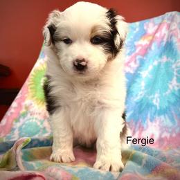 Australian Shepherd Puppies from Glacier Big Sky Aussies