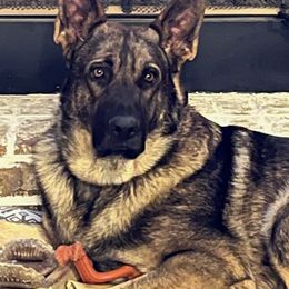 German Shepherd All Grown Up from A2 German Shepherd Dogs