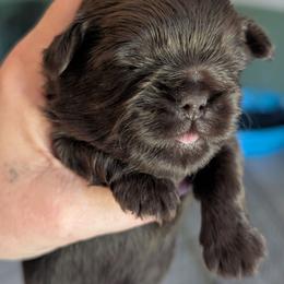 Rhett - Chocolate male Shih Tzu puppy in Claxton, Georgia from Small Pawz Shih tzu