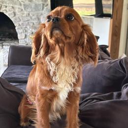 Winston - Ruby male Cavalier King Charles Spaniel puppy in Seymour, Tennessee from Mel’s Teddy Bear Puppies