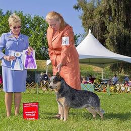 Australian Cattle Dogs from BRB Ranch ACDs