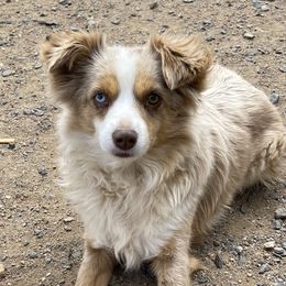 Bell - Toy Australian Shepherd