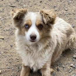 Bell - Toy Australian Shepherd