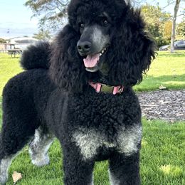 Mavis - Poodle