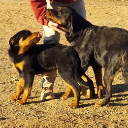 "A litter female with mom Anka" Rottweiler All Grown Up from Kennel vom Hause Locher