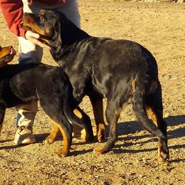 "A litter female with mom Anka" Rottweiler All Grown Up from Kennel vom Hause Locher