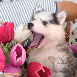 Jasmine - Silver and white female Pomsky puppy in Greeley, Colorado from Monarch Pomskies | Northern Colorado