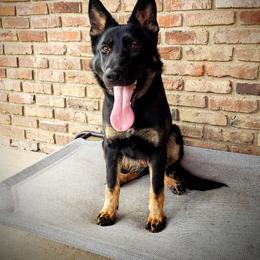 German Shepherd Puppies from Cintron K9