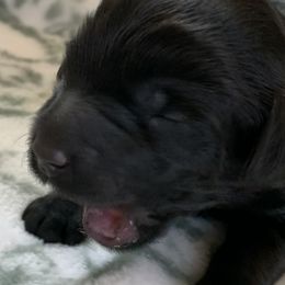 Sheepadoodle Puppies from Riley Grace Puppies