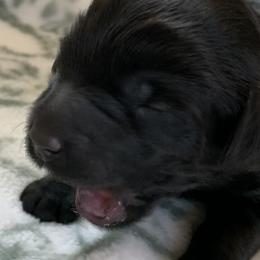 Sheepadoodle Puppies from Riley Grace Puppies