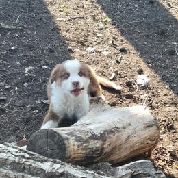 Growlith - Red tri-color male Australian Shepherd puppy in Kenosha, Wisconsin from Out of this World Aussies