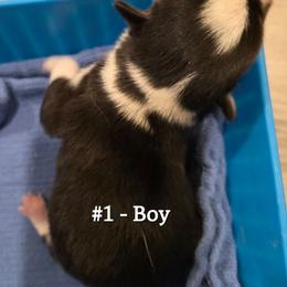 Boy 1 - Black and tan male Pembroke Welsh Corgi puppy in Buffalo, Wyoming from Diamond K Corgis