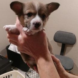 Pembroke Welsh Corgi Puppies from Kathy Ulrich