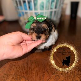 Dexter - Black and tan male Yorkshire Terrier puppy in Montgomery County, Alabama from Alabama Yorkies of the South (Sierra’s Yorkshire Terrier Babies)