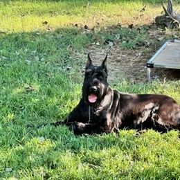Pelusa - Giant Schnauzer