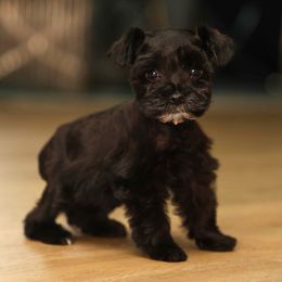 Riot - Black Miniature Schnauzer puppy in New Orleans, Louisiana from R3 Schnauzers