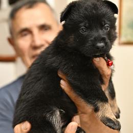 Black-with-Tan-Tag - Bi-color female German Shepherd puppy in Jersey City, New Jersey from Von Gonta Haus German Shepherds