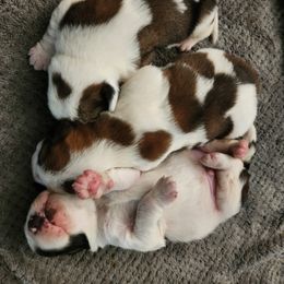 Saint Bernard Puppies from Amber's Saint Bernards