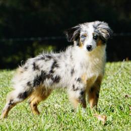 Bea - Toy Australian Shepherd