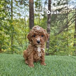 Dash - Red  male Goldendoodle puppy in Roseburg, Oregon from Dbos Furry Friends