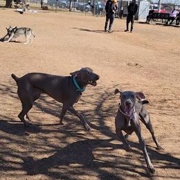 Weimaraners from Prestidge Weimaraners