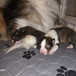 Boy 1 - Sable and white male Shetland Sheepdog puppy in Greenfield, Ohio from Kayla's Shelties