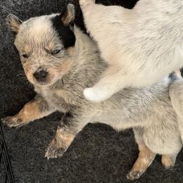 Boy 3 - Blue male Australian Cattle Dog puppy in Irvington, Kentucky from Dry Valley’s Australian Cattle Dogs